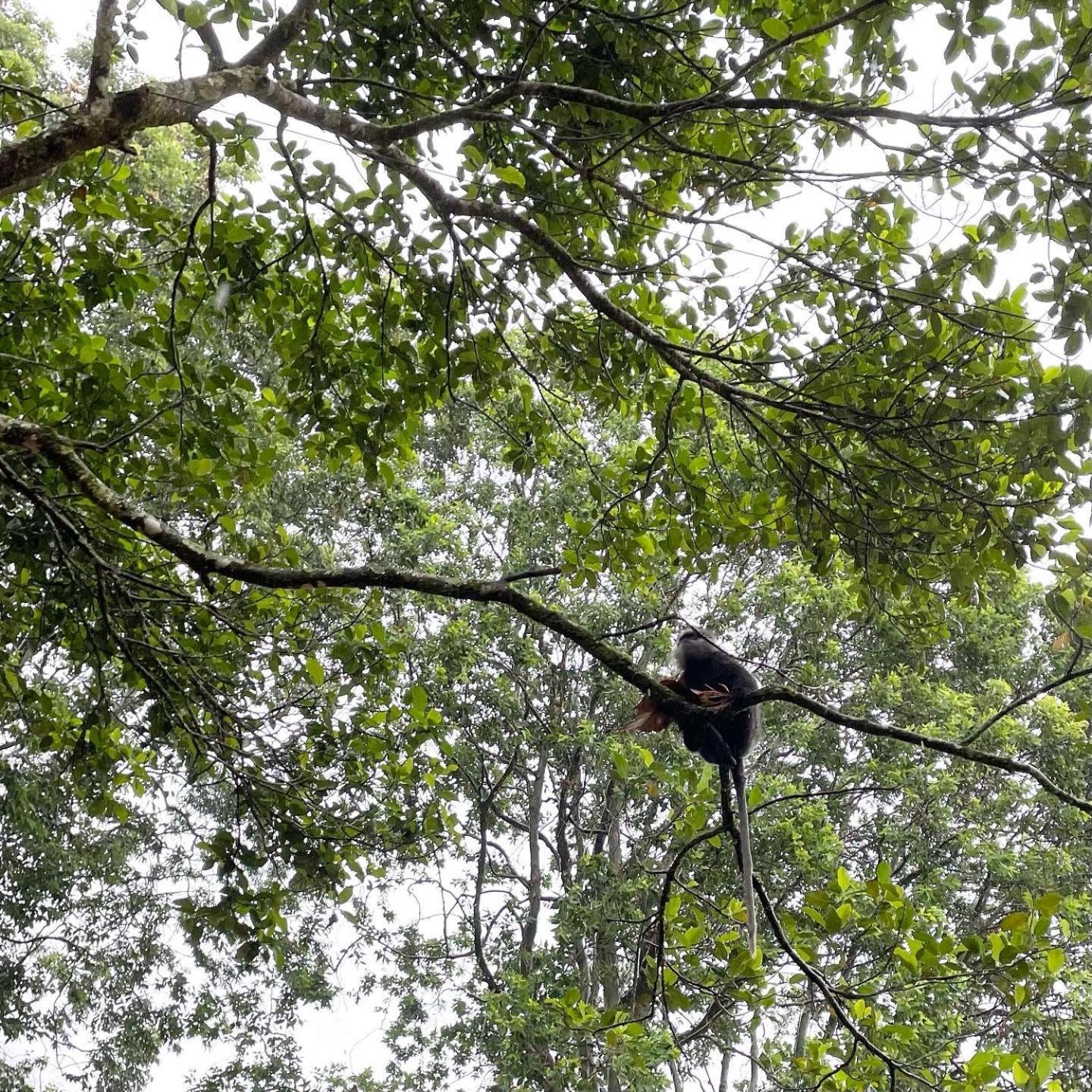 Hotel Mango Tree Nearest Adam'S Peak 纳拉坦尼亚 外观 照片